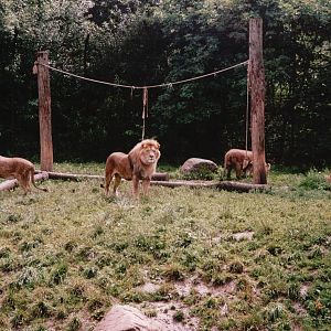 Odense Zoo 2002 - Part of the African Lion exhibit