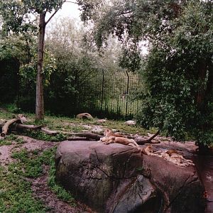 Odense Zoo 2002 - Part of the African Lion exhibit