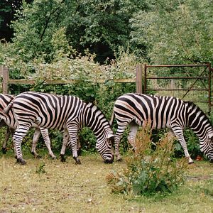 Odense Zoo 2002 - Chapmans Zebra