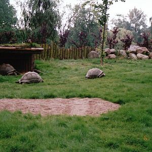 Odense Zoo 2002 - Alabra Giant Tortoise exhibit
