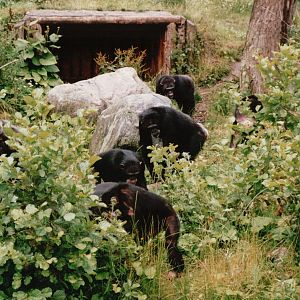 Odense Zoo 2002 - Chimpanzees