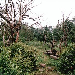 Odense Zoo 2002 - Part of the brilliant Chimpanzee exhibit