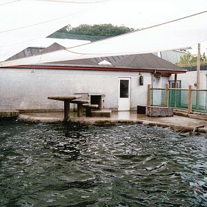 Odense Zoo 2002 - California Sea Lion exhibit