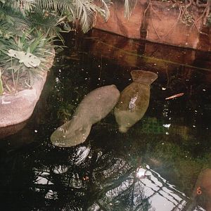 Odense Zoo 2002 - Caribbean Manatees
