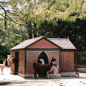 Jardin des Plantes 2002 - Llama exhibit