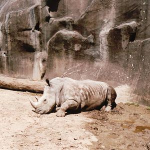 Zoo de Vincennes 2002 - White Rhinoceros