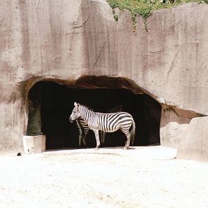 Zoo de Vincennes 2002 - Grants Zebra