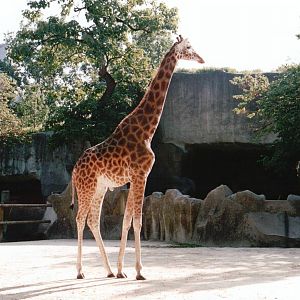 Zoo de Vincennes 2002 - Kordofan Giraffe