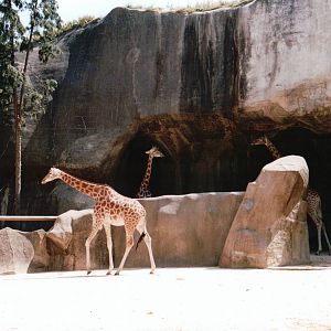 Zoo de Vincennes 2002 - Part of the Kordofan Giraffe exhibit