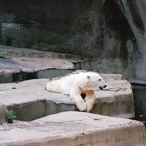 Zoo de Vincennes 2002 - Polar Bear