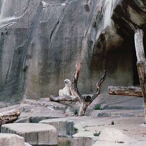 Zoo de Vincennes 2002 - Part of the Polar Bear exhibit