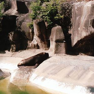 Zoo de Vincennes 2002 - South American Sea Lion