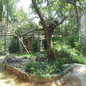 African White-Backed Vulture + Hooded Vulture Exhibit