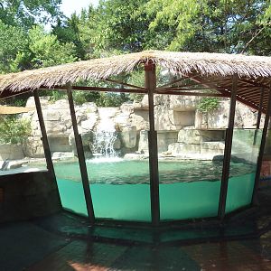 Black-Footed Penguin Exhibit