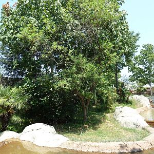 Ring-Tailed/Collared/Black+White Ruffed Lemur Exhibit