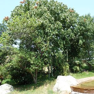 Ring-Tailed/Collared/Black+White Ruffed Lemur Exhibit
