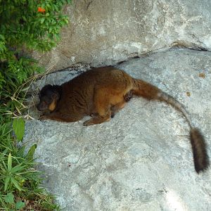 Collared Lemur