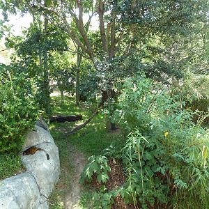 Ring-Tailed/Collared/Black+White Ruffed Lemur Exhibit