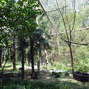 Black-Handed Spider Monkey Exhibit