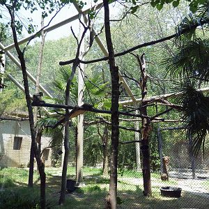 Black-Handed Spider Monkey Exhibit