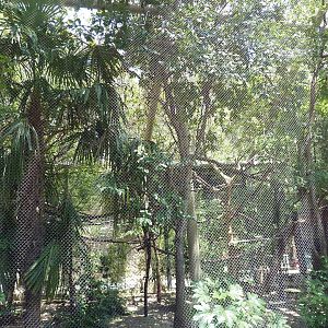 Pale-Faced Saki/Grey Titi Exhibit
