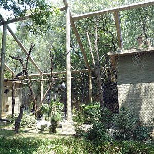 White-Cheeked Gibbon Exhibit