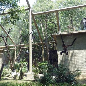 White-Cheeked Gibbon Exhibit