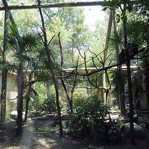 Spectacled Langur Exhibit