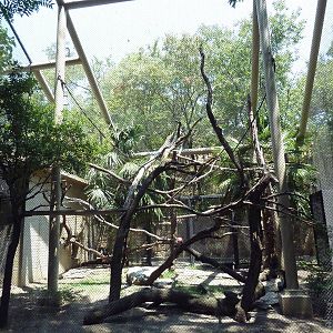 Mona Monkey Exhibit