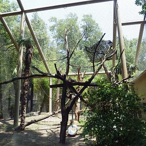 Black + White Colobus Monkey Exhibit