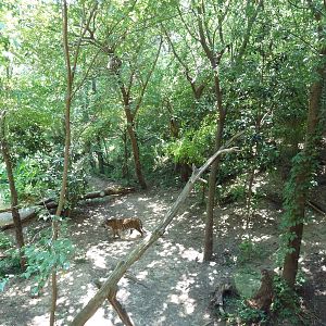 Sumatran Tiger Exhibit - See The Tiger?