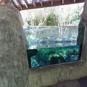 Small-Clawed Otter Exhibit