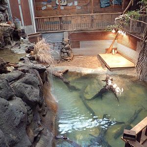 Reptile House - Alligator Exhibit