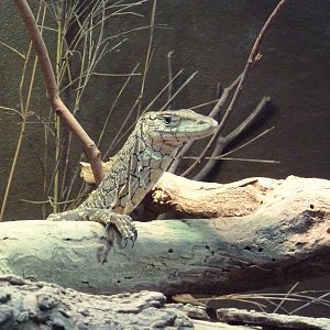 Reptile House - Perentie