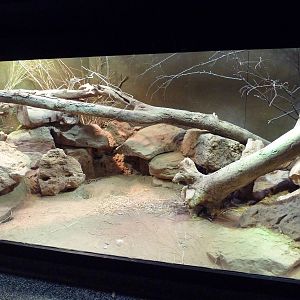 Reptile House - Perentie Exhibit
