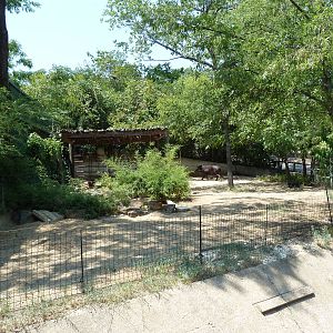 Brazilian Tapir/Peccary Exhibit
