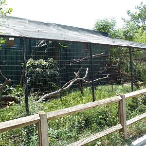 Rhinoceros Hornbill Exhibit