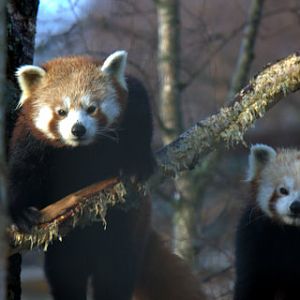 Jody & Babu Red Pandas