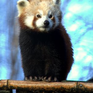 Red Panda