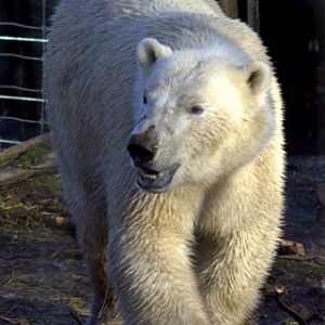 Walker the Polar Bear