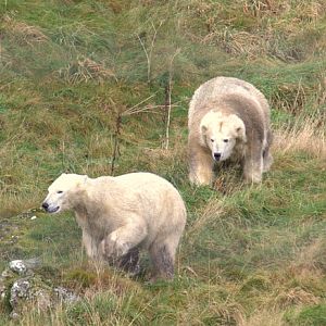 Mercedes' first encounter with Walker