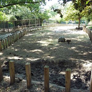 Galapagos Tortoise Exhibit