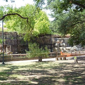 Cat Row - Feline Exhibits