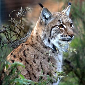 Carpathian Lynx