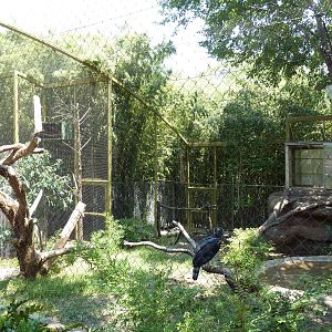 Harpy Eagle Exhibit