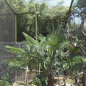 Spectacled Owl Exhibit
