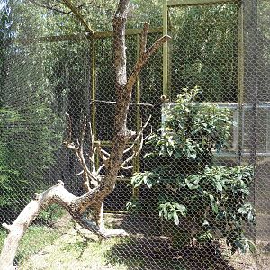 Ornate Hawk-Eagle Exhibit