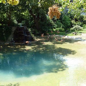 Flamingo/Waterfowl Exhibit