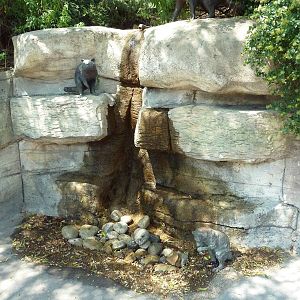 Children's Zoo - Raccoon Statues
