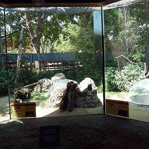 Children's Zoo - Dwarf Mongoose + Jackson's Hornbill Exhibit